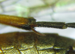Euura nigricornis