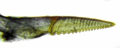 Euura nigricornis