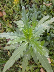 Cirsium arvense