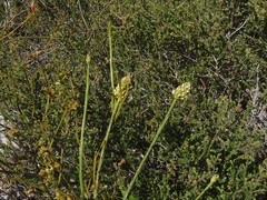 Thesium spicatum