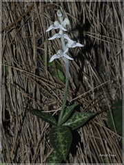 Goodyera schlechtendaliana