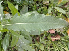 Cirsium arvense