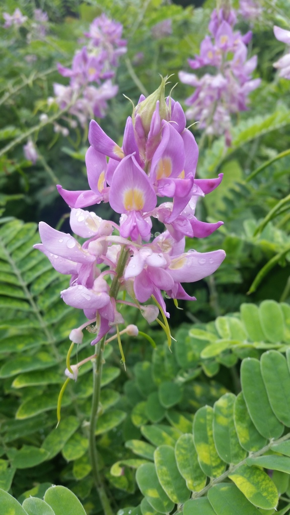 Sarcodum