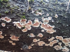 Steccherinum ochraceum