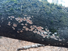 Steccherinum ochraceum