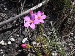 Chironia jasminoides