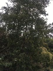 Alnus