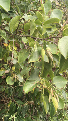 Alnus