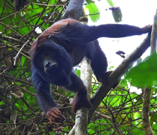 Spix's Red-handed Howler Monkey