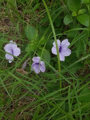 Ruellia tuberosa