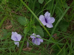 Ruellia tuberosa