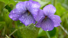 Viola langsdorffii