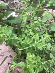 Scutellaria drummondii