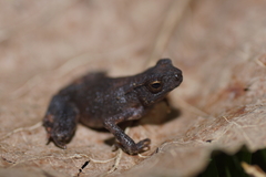 Ingerophrynus celebensis