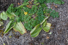 Pterostylis cucullata