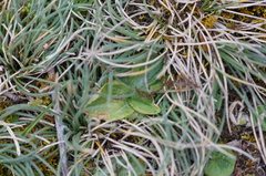 Pterostylis cucullata