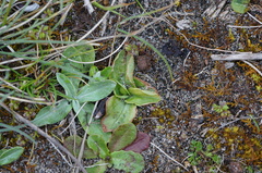 Pterostylis cucullata