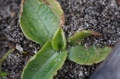Pterostylis cucullata