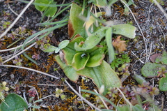 Pterostylis cucullata