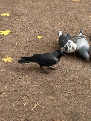 Corvus monedula