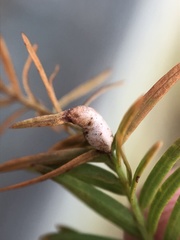 Taxodiomyia taxodii