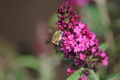 Mystacanthophora