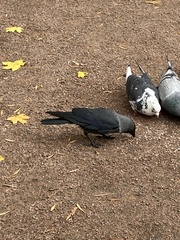 Corvus monedula
