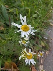 Tripleurospermum inodorum