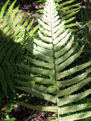 Dryopteris cycadina
