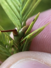 Taxodiomyia taxodii