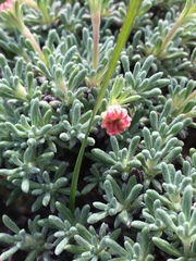 Eriogonum thymoides