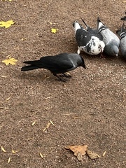 Corvus monedula