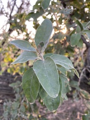 Elaeagnus angustifolia