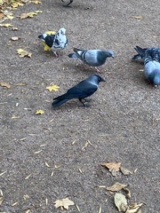 Corvus monedula
