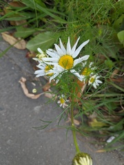 Tripleurospermum inodorum