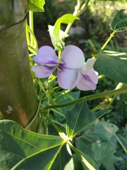 Vigna unguiculata sesquipedalis