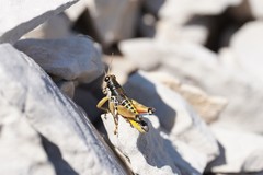 Podisma amedegnatoae