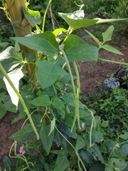 Vigna unguiculata sesquipedalis