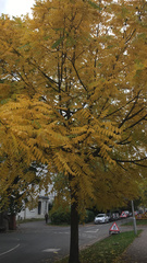 Juglans nigra