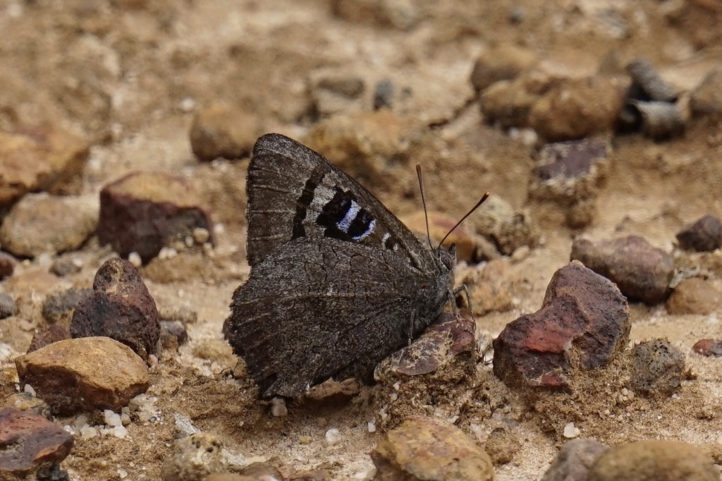 Dark Bronze Azure