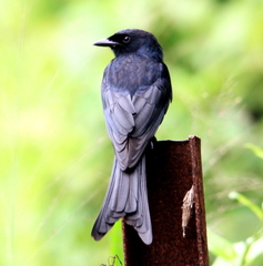 Black Drongo photo 6