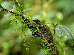 Enyalioides altotambo