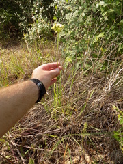 Allium fraseri