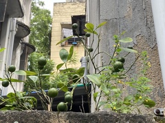 Citrus × microcarpa