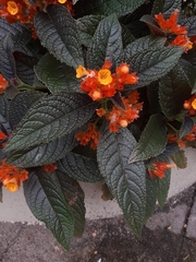 Chrysothemis pulchella