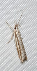 Bida radiosella