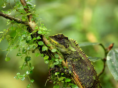 Enyalioides altotambo