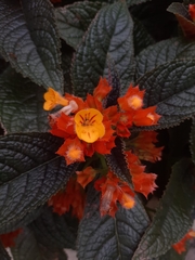 Chrysothemis pulchella