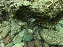 Gymnothorax nudivomer