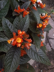 Chrysothemis pulchella